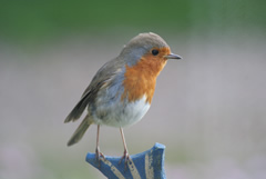 Robin on a ceramic fish perch Robin on a ceramic fish perch